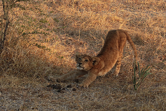 Selous