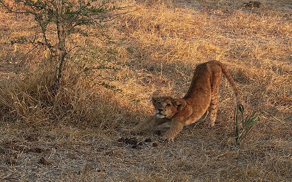 Selous