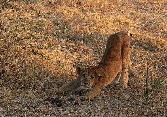 Selous