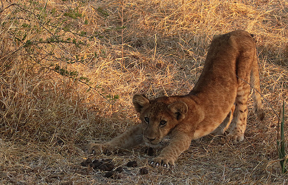 Selous