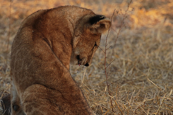Selous