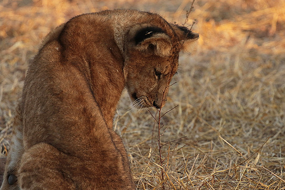 Selous