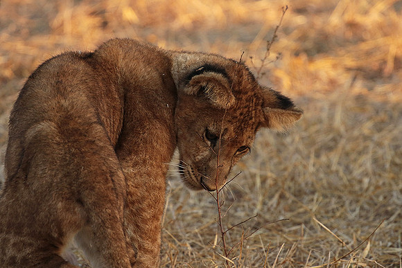 Selous