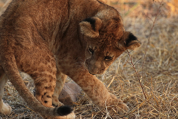 Selous