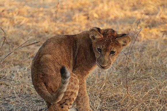 Selous