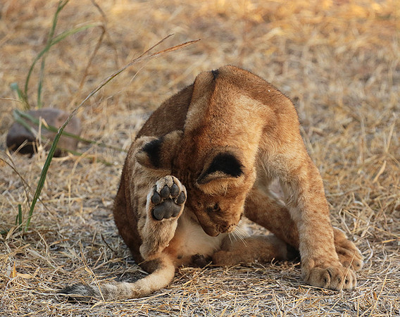 Selous
