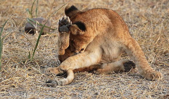 Selous