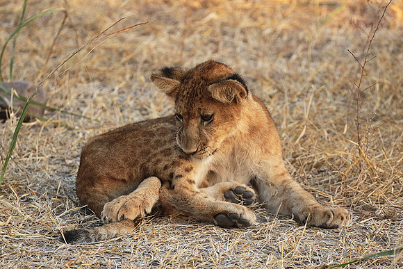 Selous