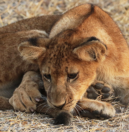 Selous