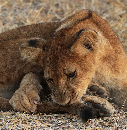 Selous