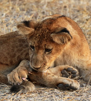 Lions