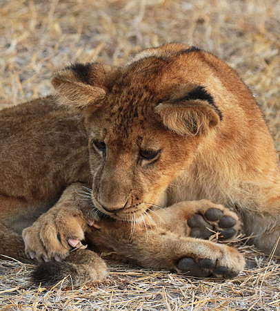 Selous
