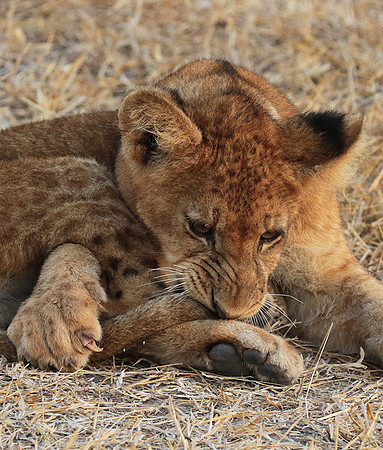 Selous