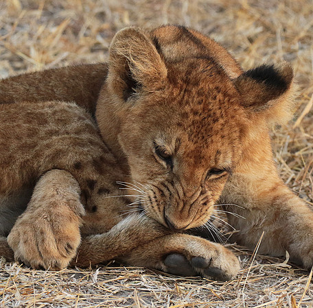 Selous