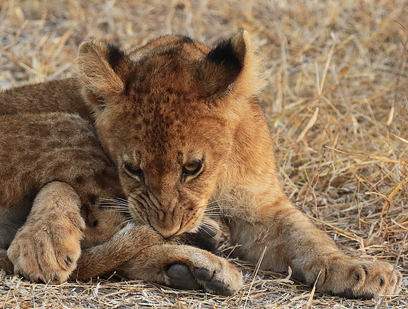 Selous