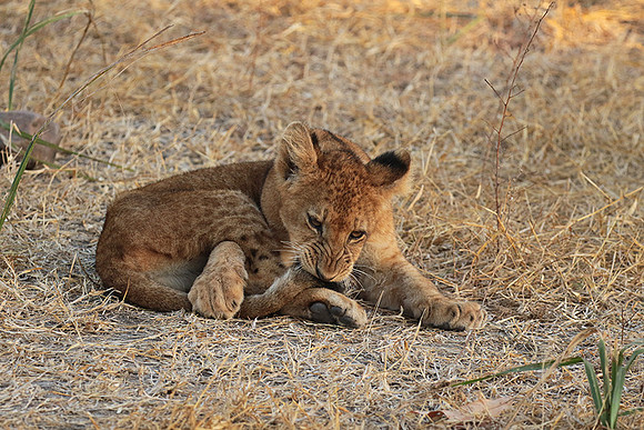 Selous