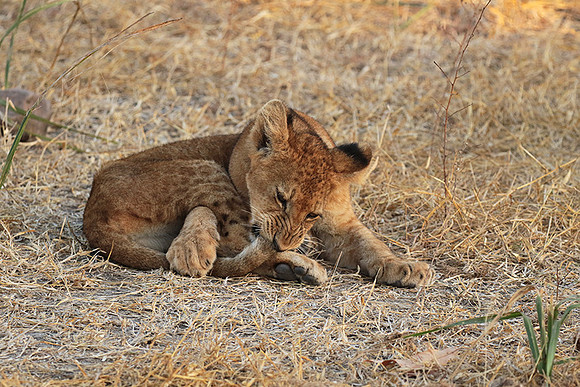 Selous