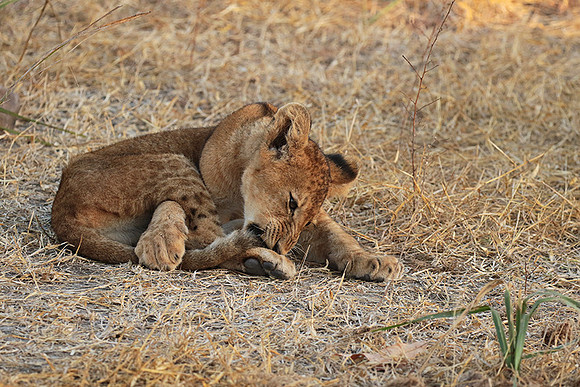 Selous