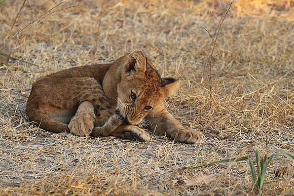 Selous
