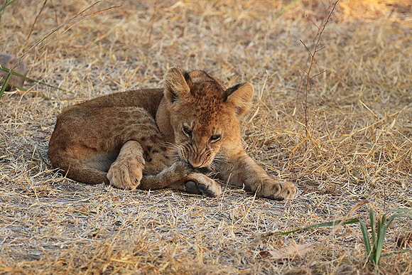 Selous