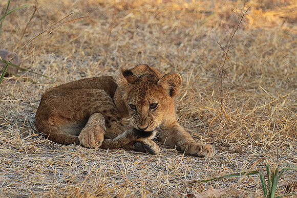 Selous