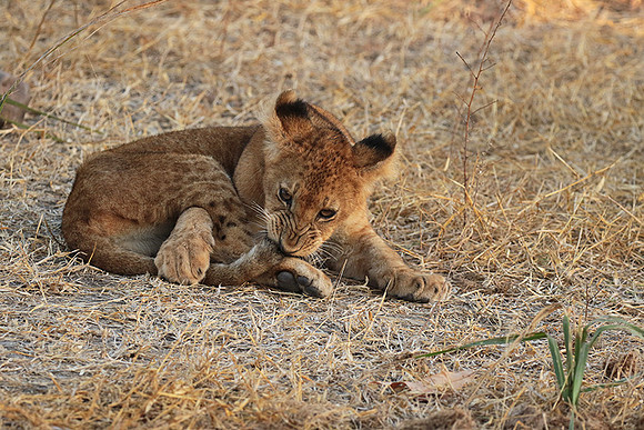 Selous