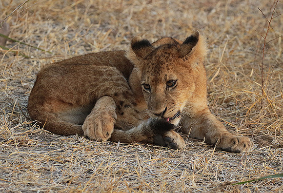 Selous