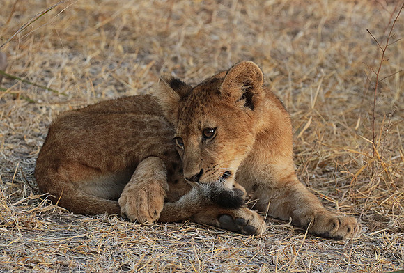 Selous
