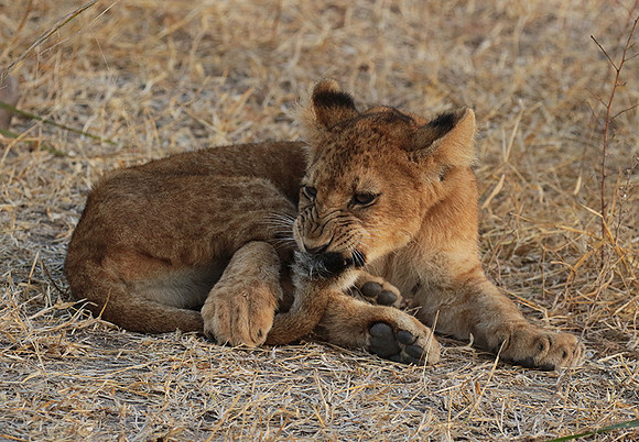 Selous