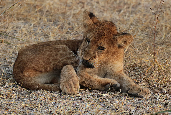 Selous