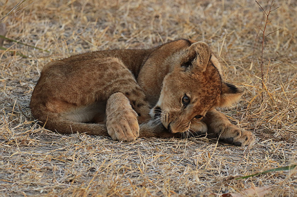 Selous
