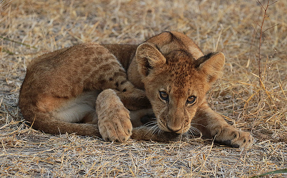 Selous