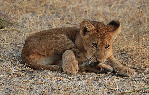 Selous