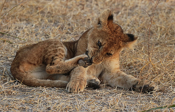 Selous