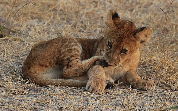 Selous