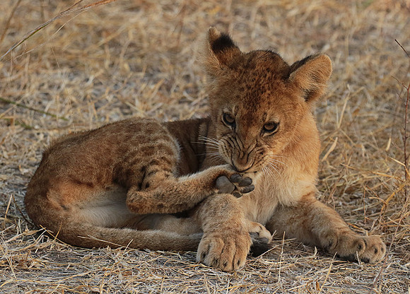 Selous