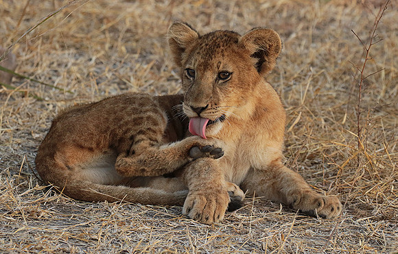 Selous