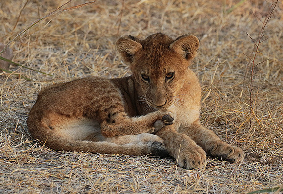 Selous