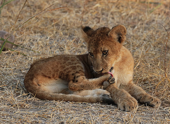 Selous