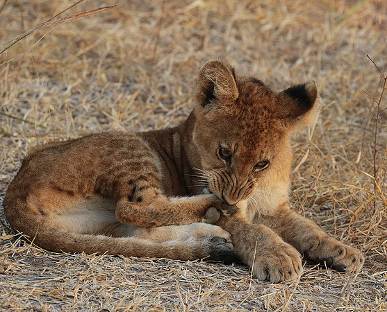 Selous