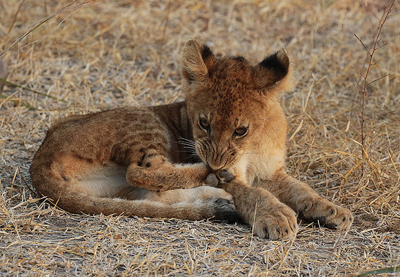 Selous