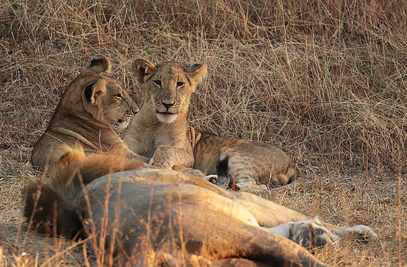 Selous