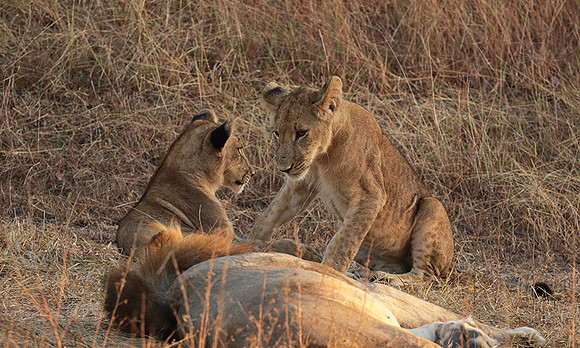 Selous