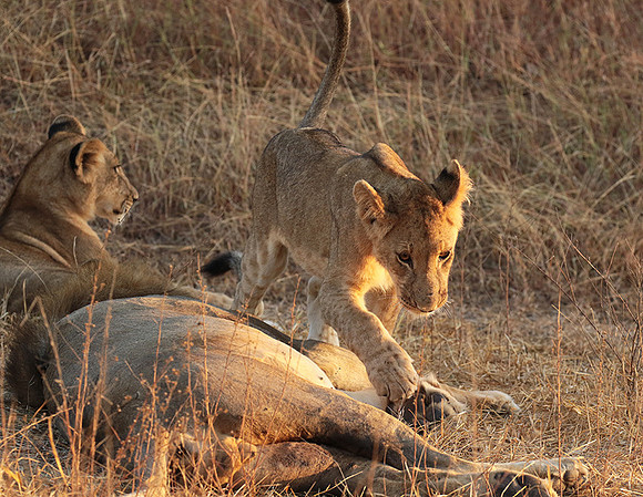 Selous