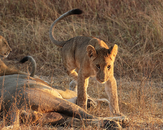 Selous