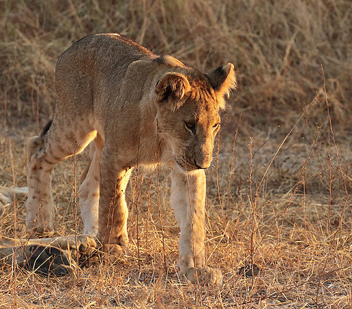 Selous