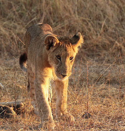 Selous