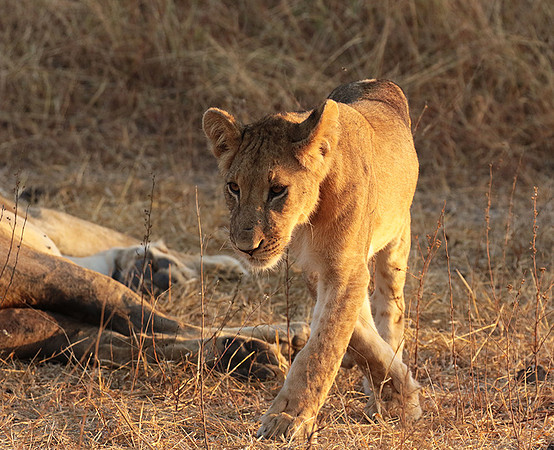 Selous