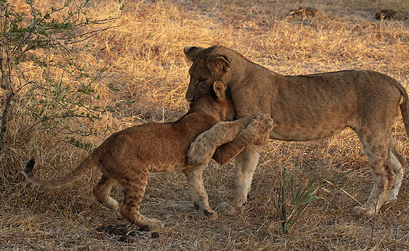 Selous