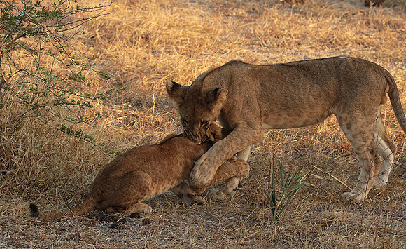 Selous